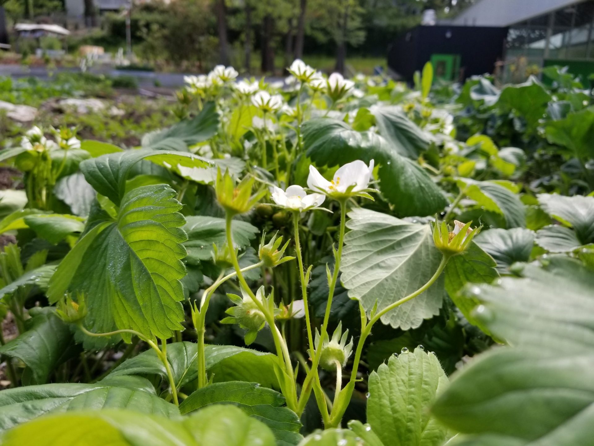 photograph of strawberry blossoms