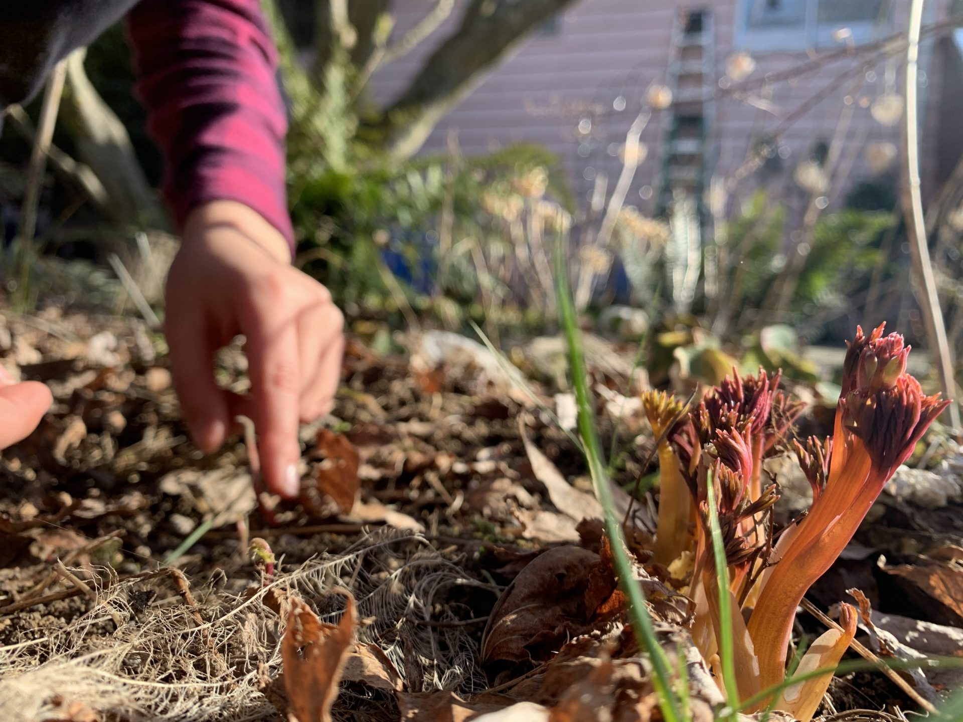 Close of a plant and a child's hand pointing to the earth