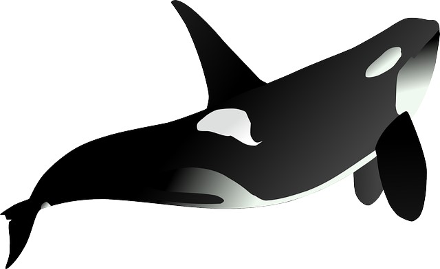 Orcas clipart